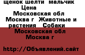 щенок шелти- мальчик › Цена ­ 35 000 - Московская обл., Москва г. Животные и растения » Собаки   . Московская обл.,Москва г.